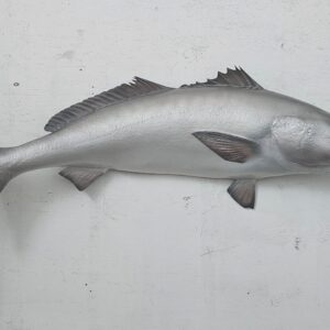 Kob or Salmon