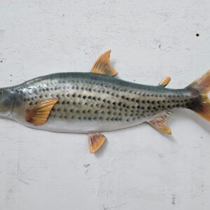 Tiger Fish